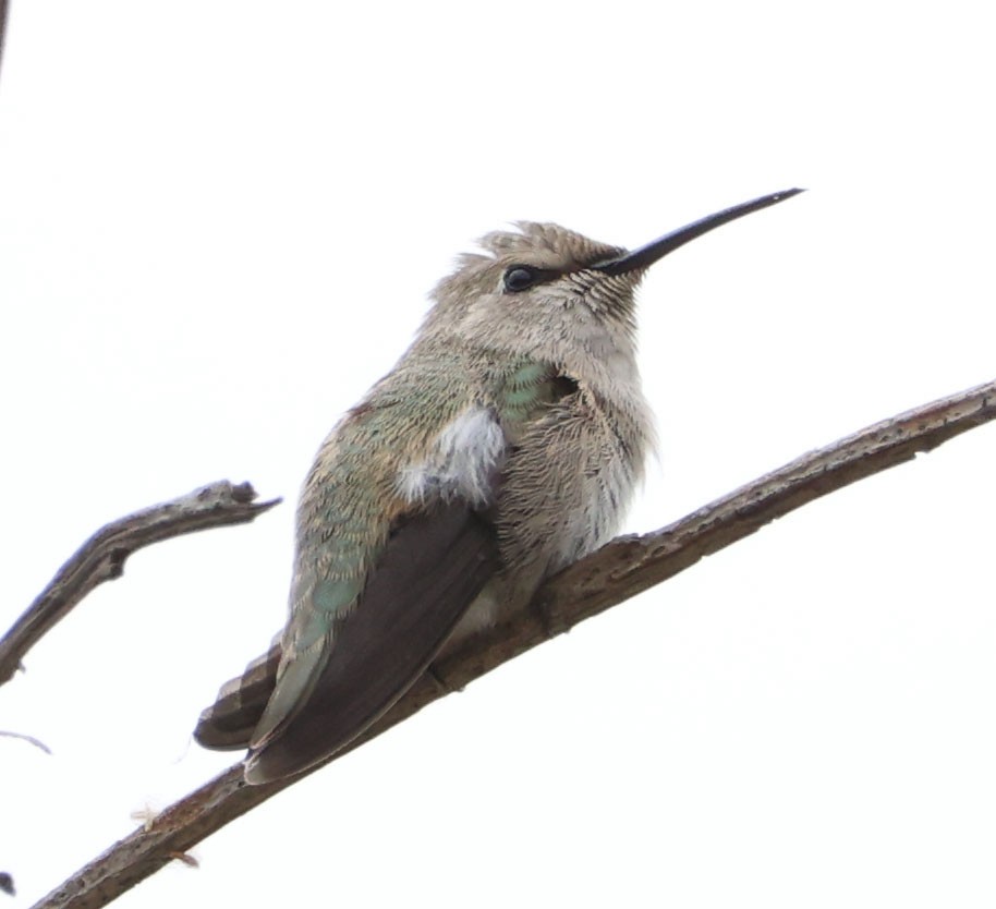 Costa's Hummingbird - ML619512653