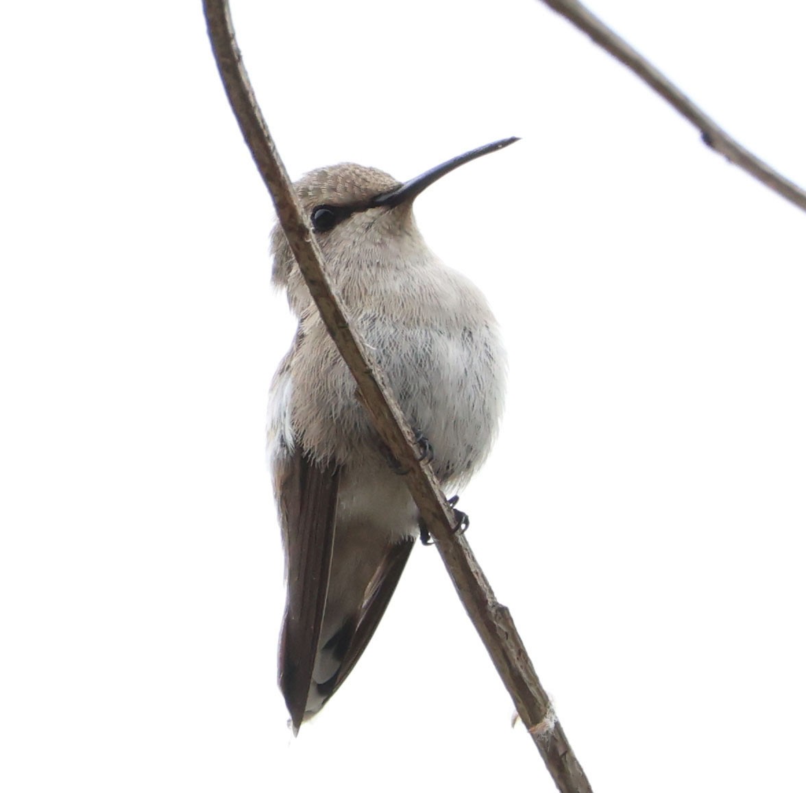Costa's Hummingbird - Diane Etchison