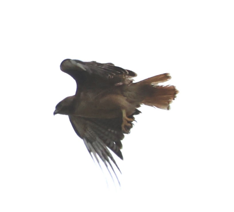 Red-tailed Hawk - Diane Etchison