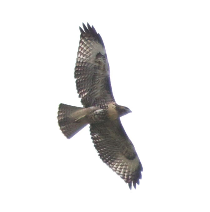 Red-tailed Hawk - Diane Etchison