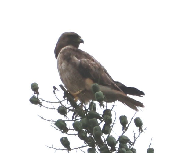 Red-tailed Hawk - Diane Etchison