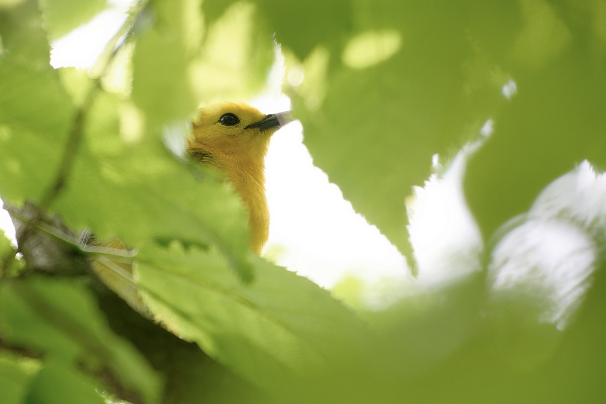 Prothonotary Warbler - David Mathieu