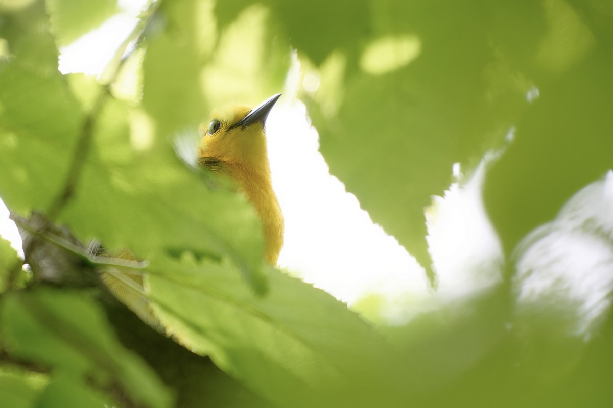 Prothonotary Warbler - David Mathieu