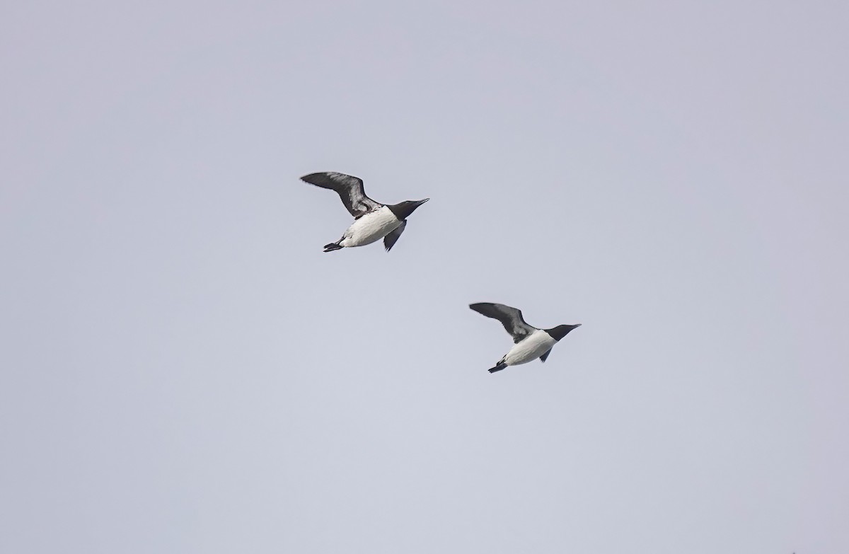 Common Murre - Pam Vercellone-Smith