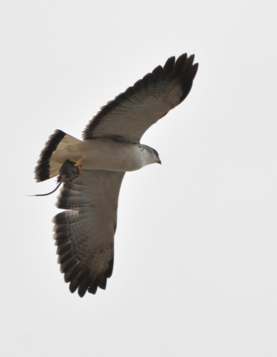 White-tailed Kite - Elisa Focante