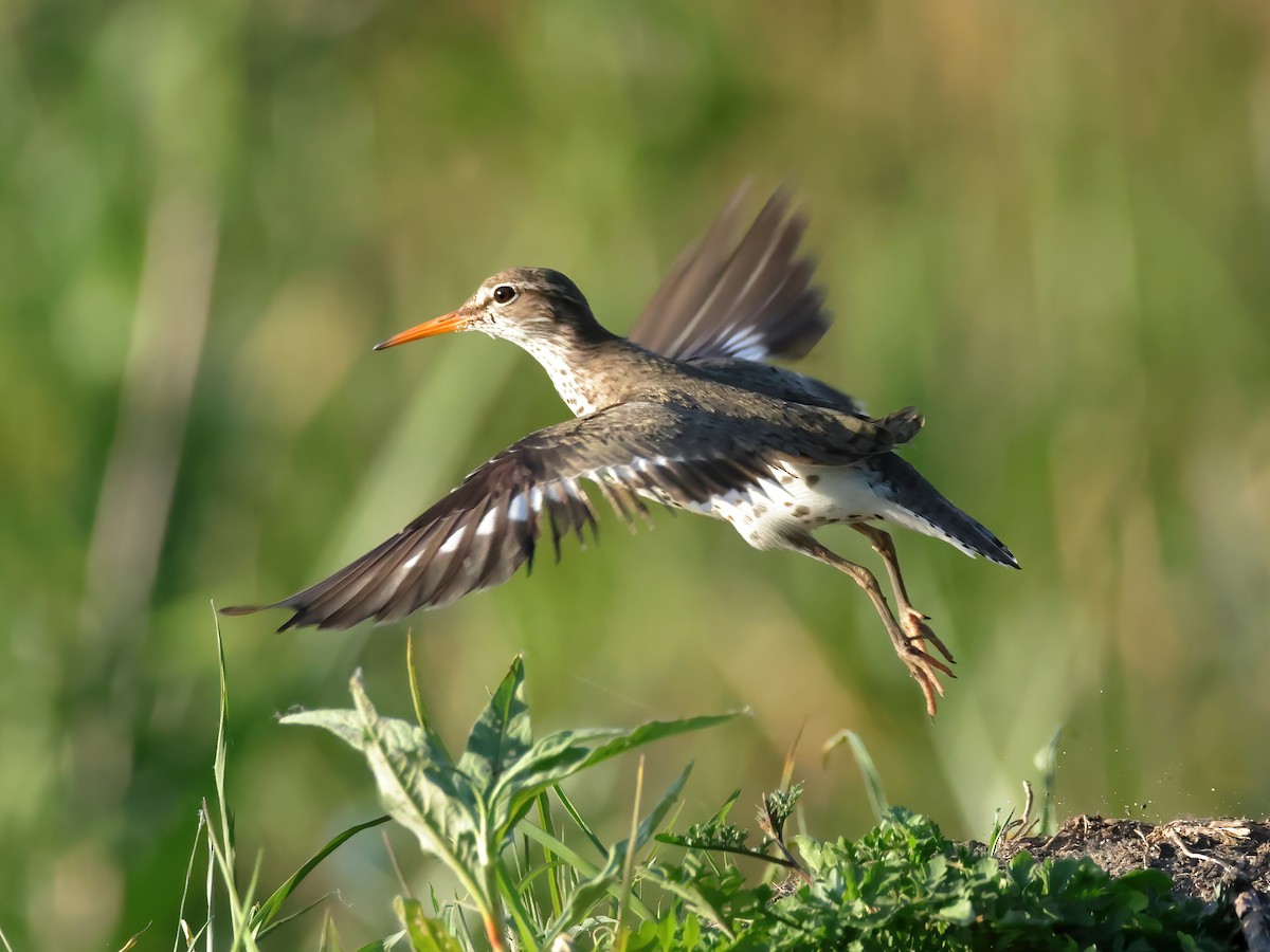 Spotted Sandpiper - Charlie Arp