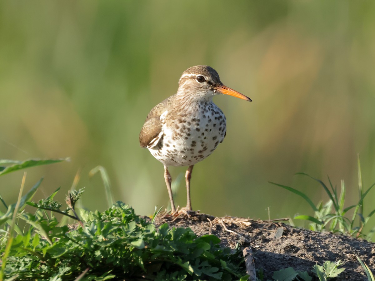 Spotted Sandpiper - Charlie Arp