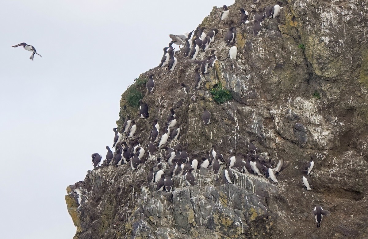 Common Murre - Pam Vercellone-Smith