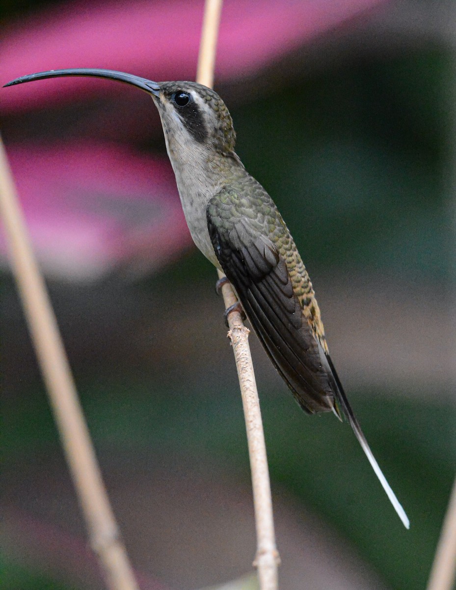 Long-billed Hermit - Jeffry Morataya