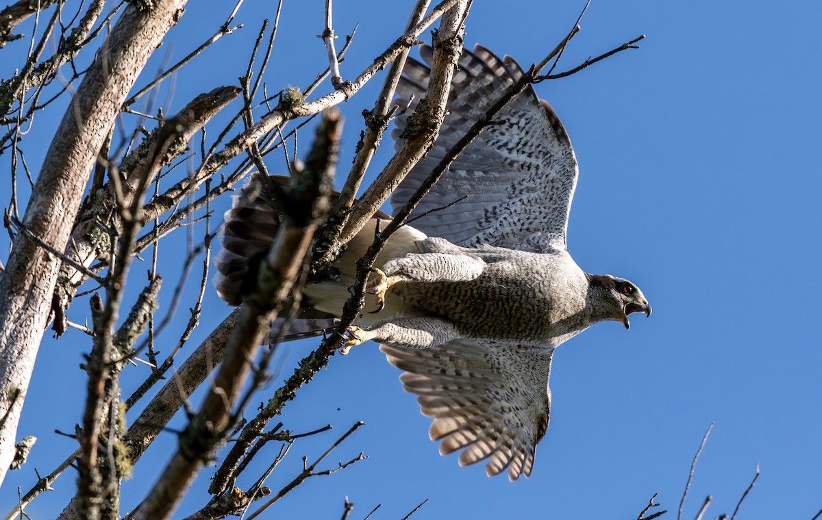 American Goshawk - John Peckham