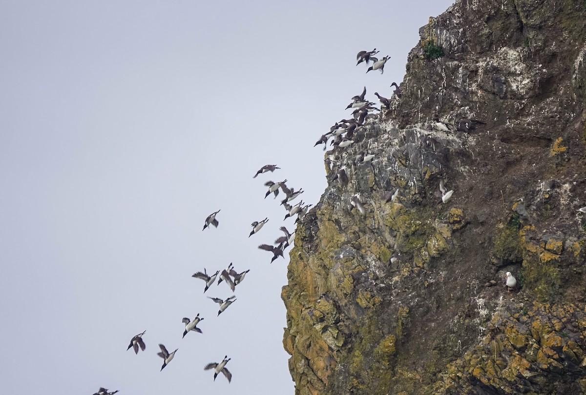 Common Murre - Pam Vercellone-Smith