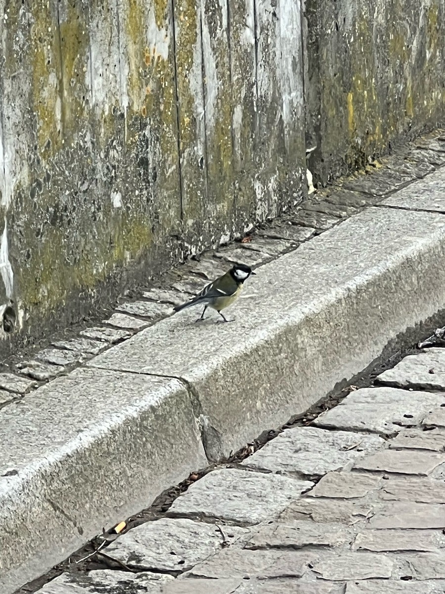 Great Tit - Stuart Morstead