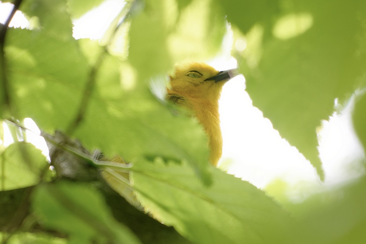 Prothonotary Warbler - David Mathieu