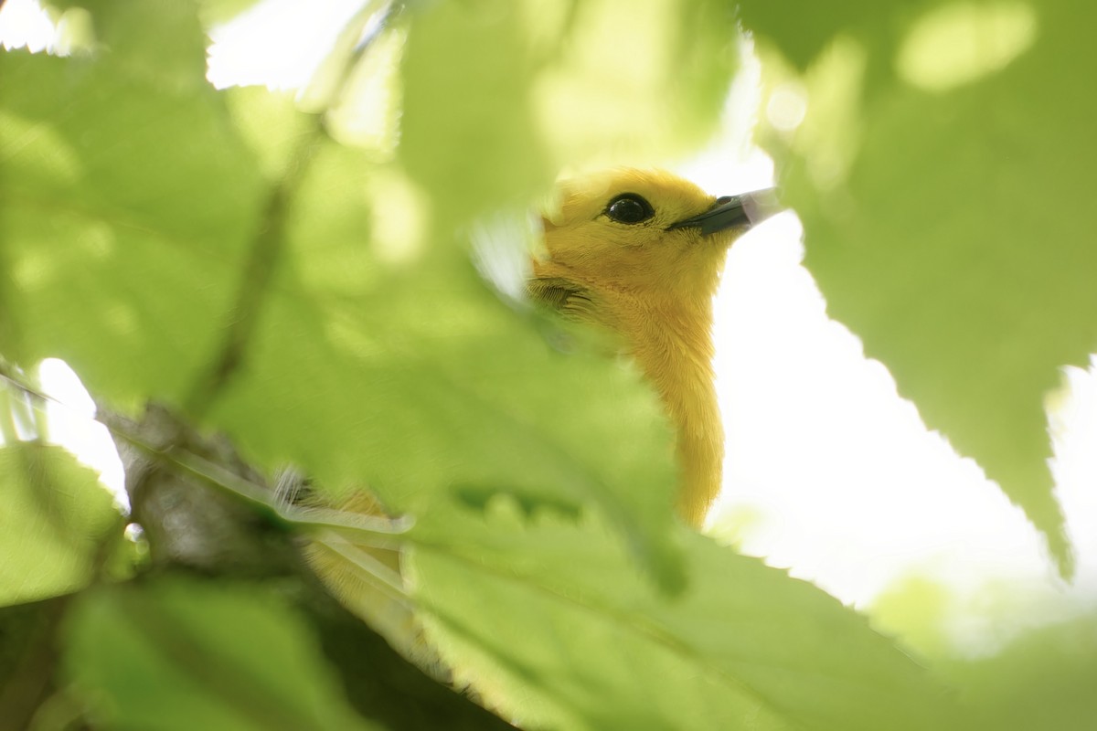 Prothonotary Warbler - David Mathieu