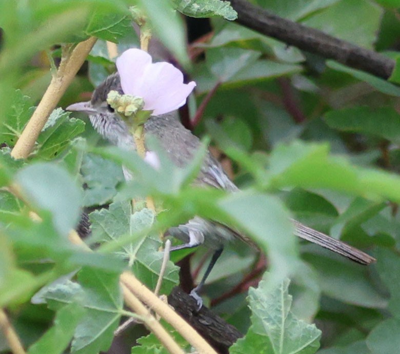 Bell's Vireo (Least) - Diane Etchison