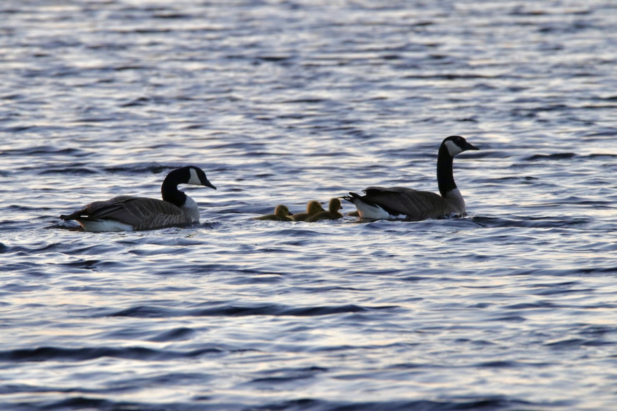 Canada Goose - Jay & Judy Anderson