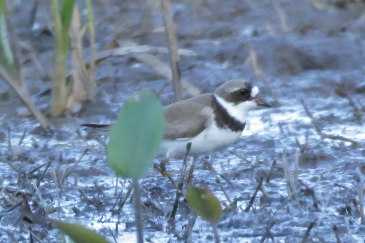 Semipalmated Plover - Charlie Arp