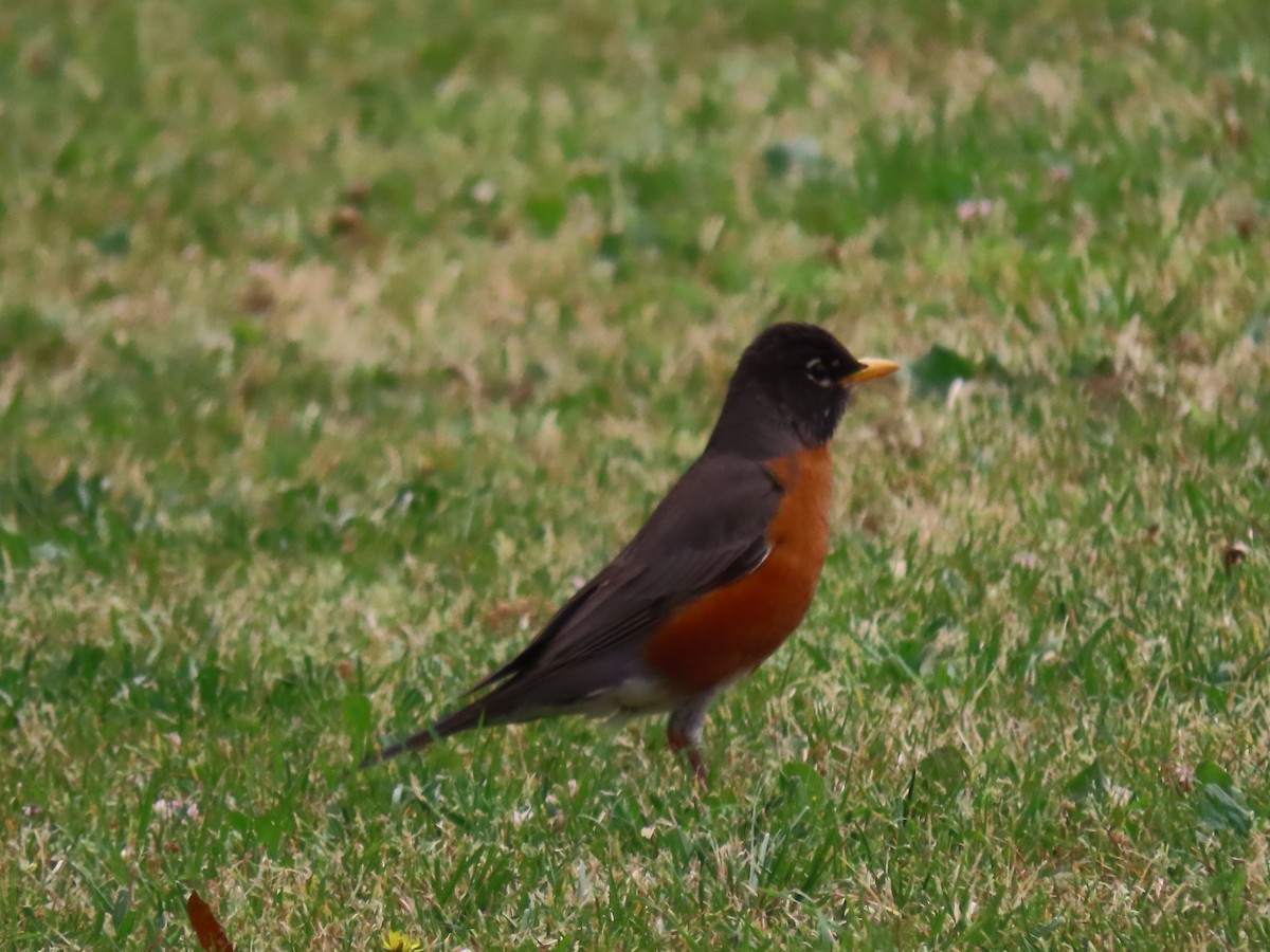 American Robin - ML619512693