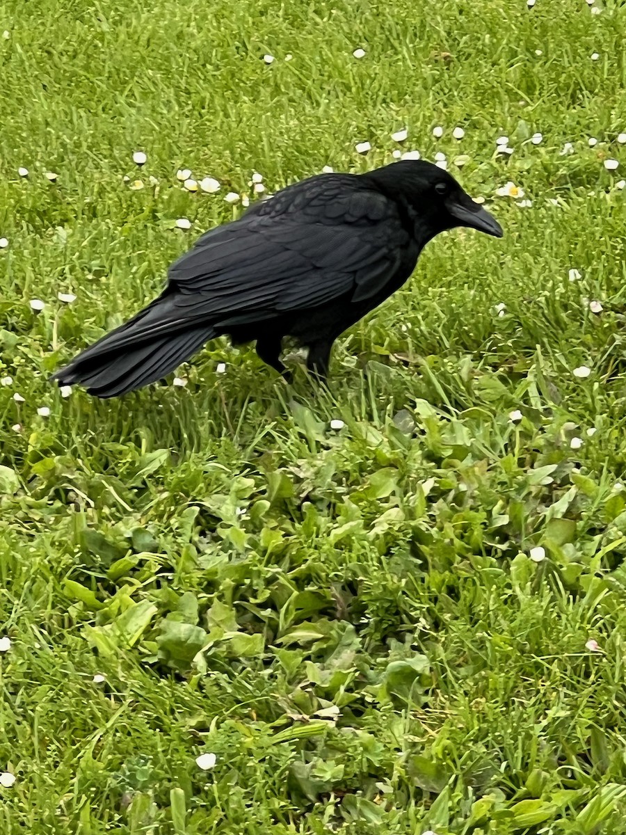 Хар хэрээ - ML619512699