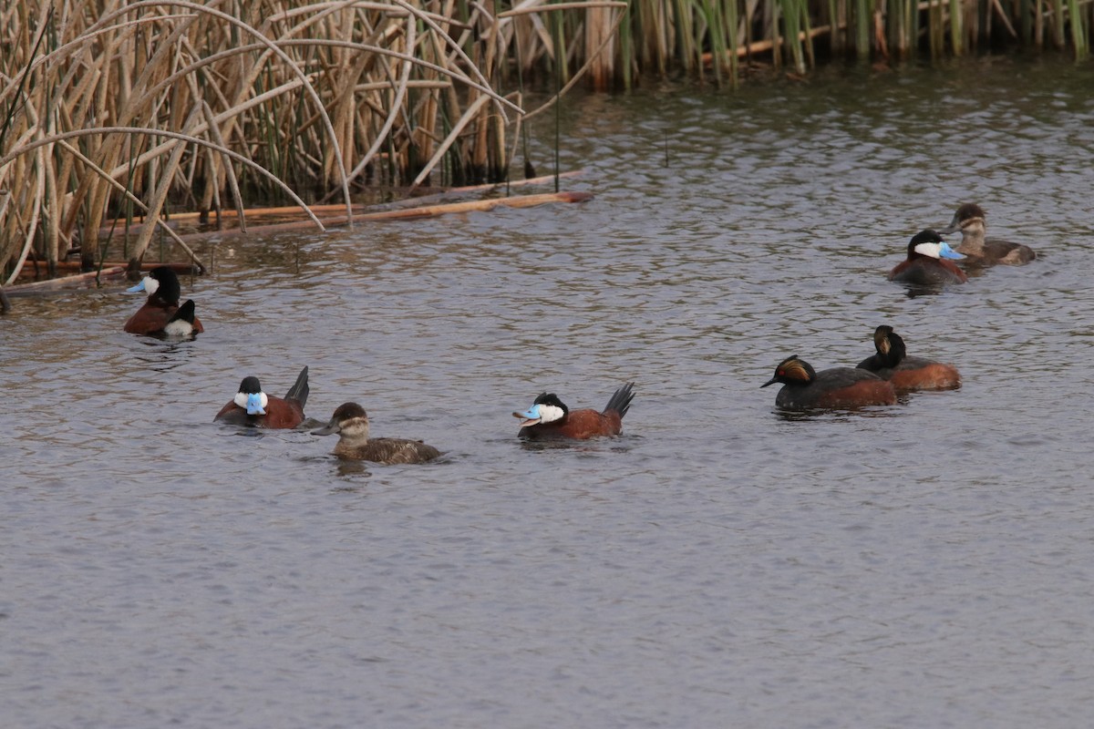 Ruddy Duck - Jay & Judy Anderson