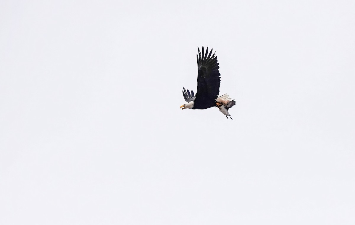 Bald Eagle - Pam Vercellone-Smith