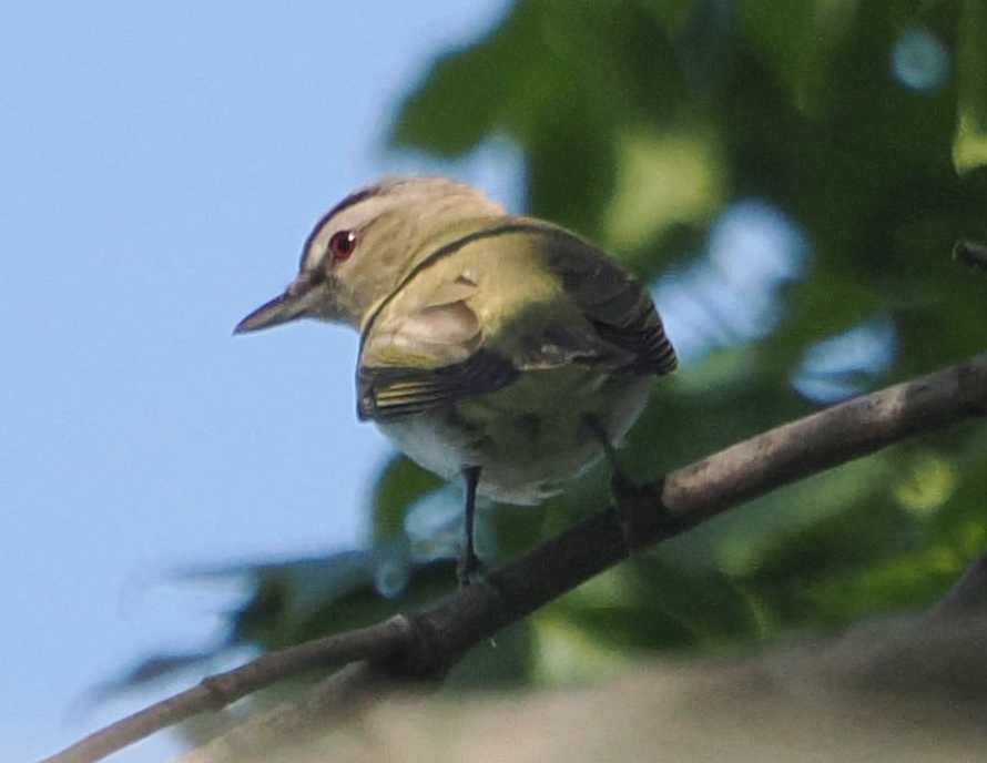 Red-eyed Vireo - ML619512706