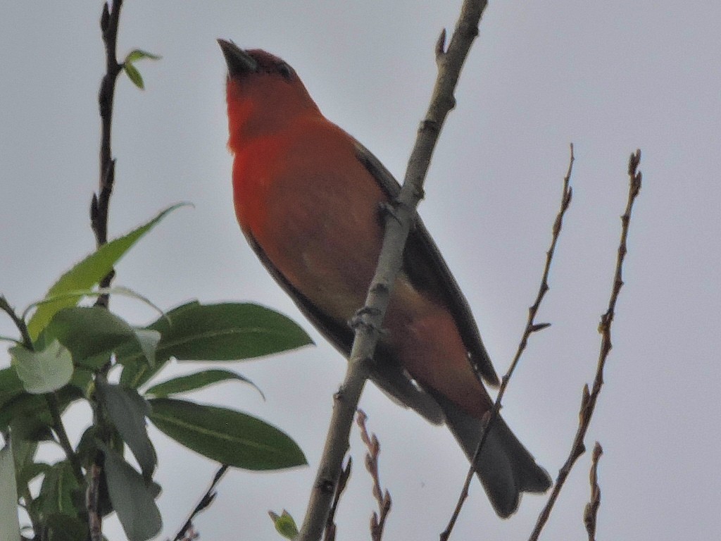 Scarlet Tanager - Alan Schned