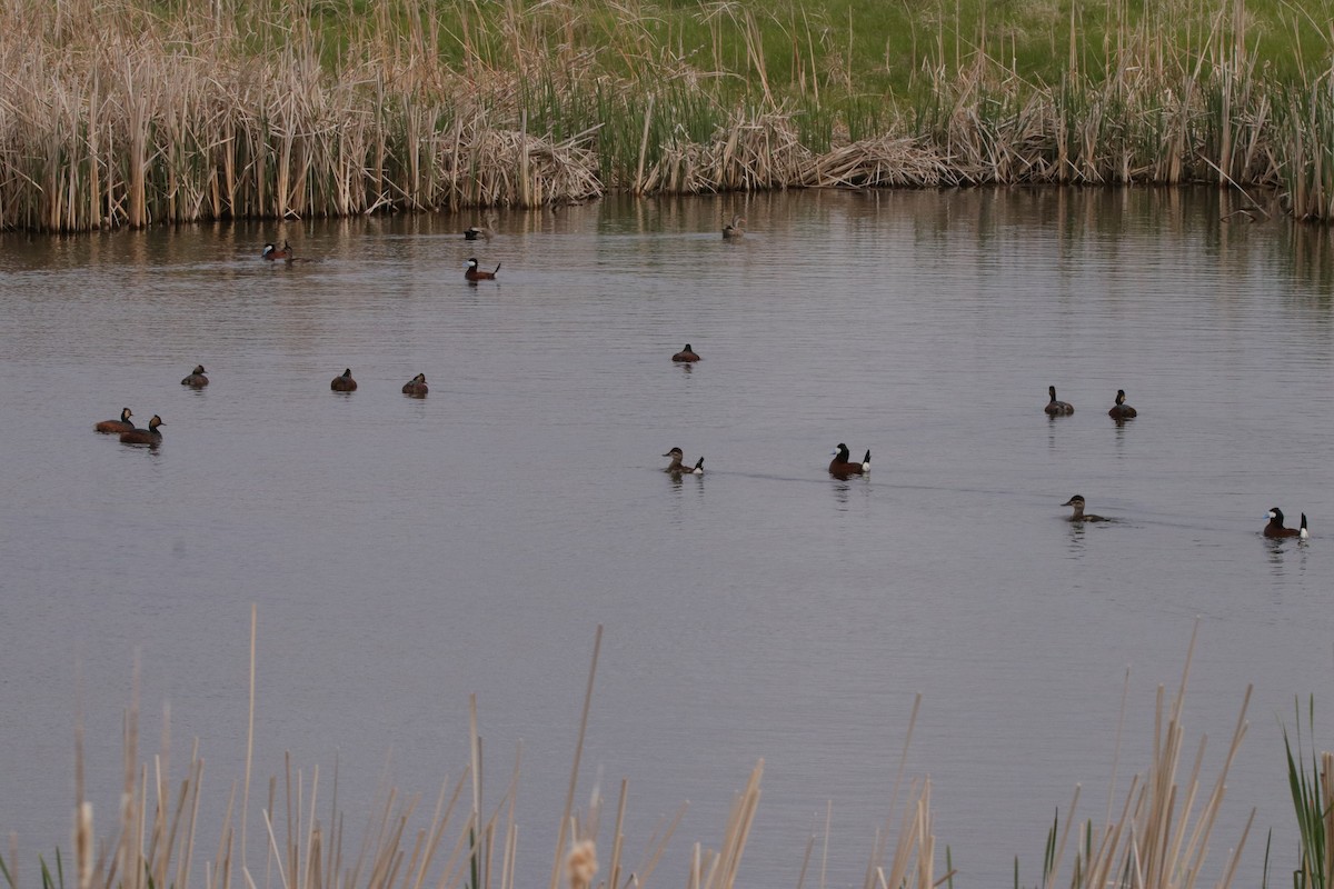 Eared Grebe - Jay & Judy Anderson