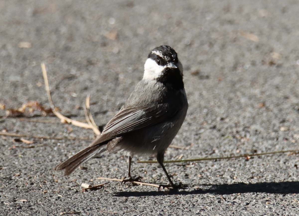 Mountain Chickadee - Patricia Langen