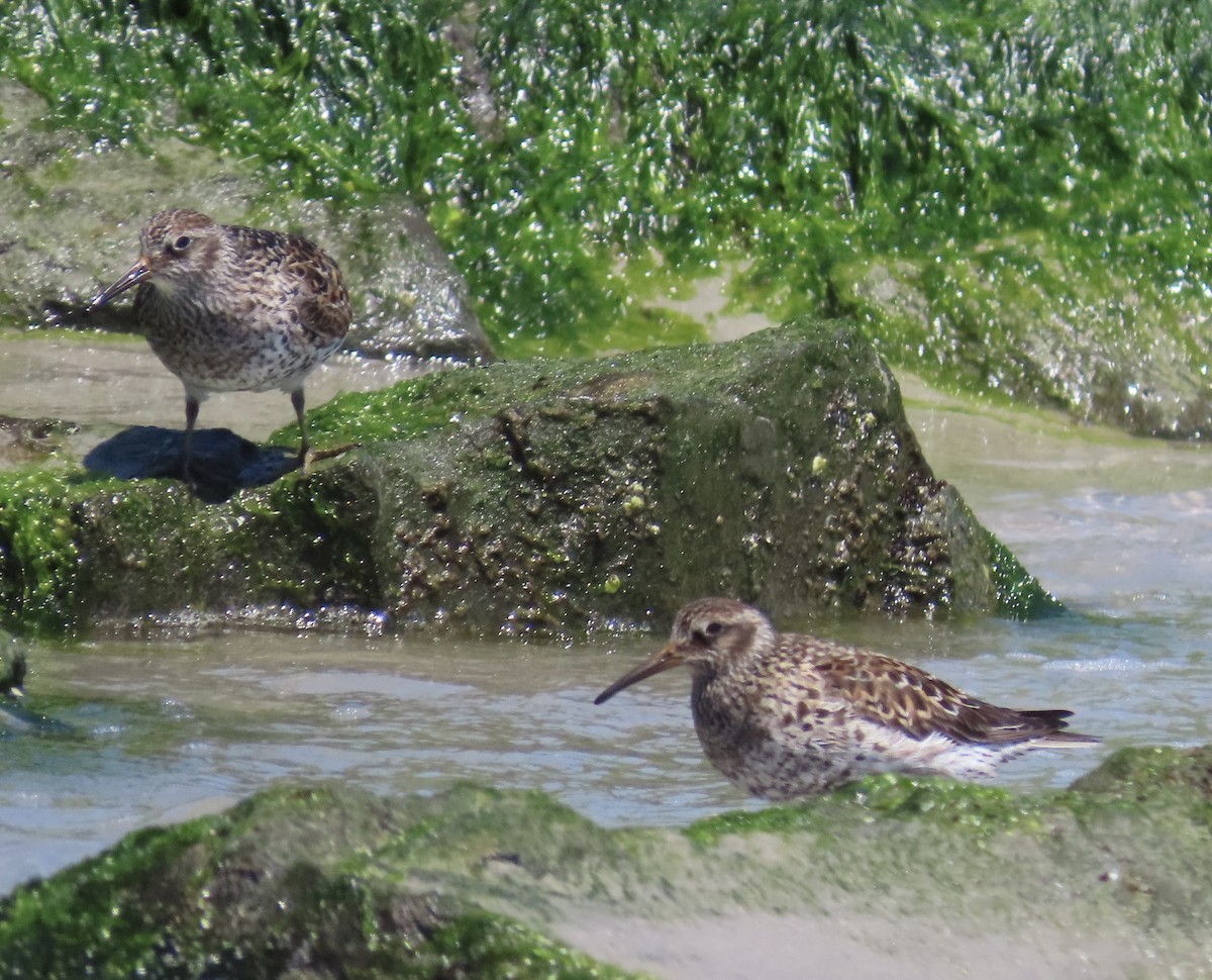 Purple Sandpiper - Marcy Harrison