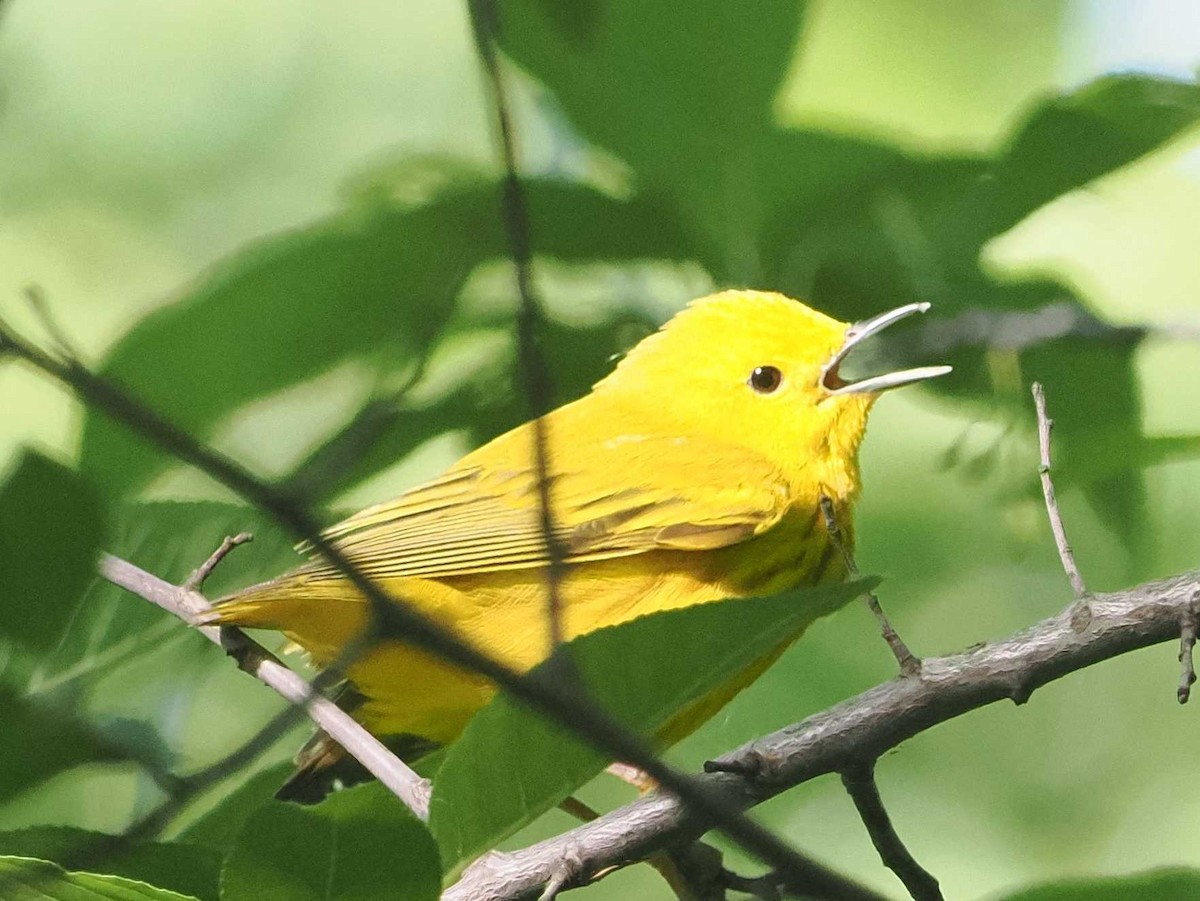 Yellow Warbler - 𝓡aymond ℌ