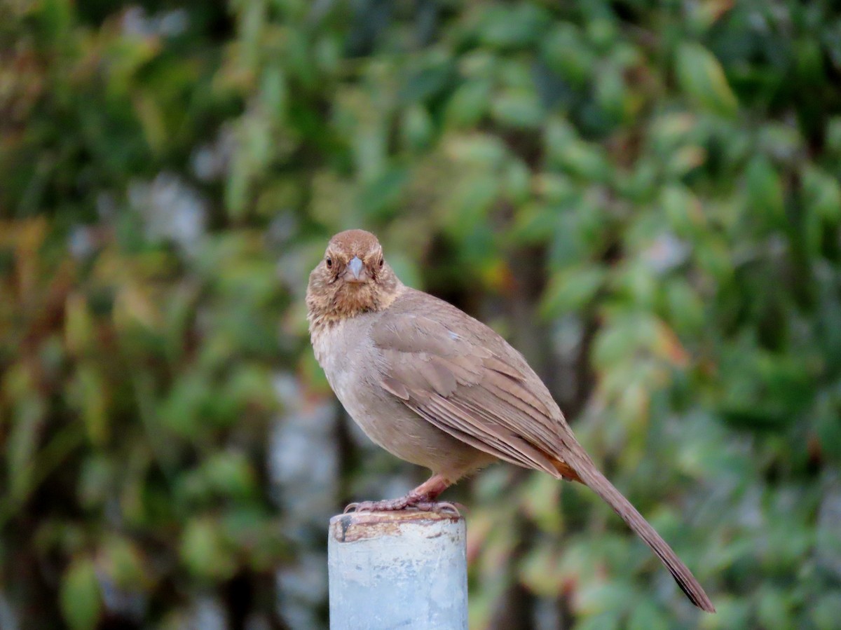 Lesser Goldfinch - Donna Bray