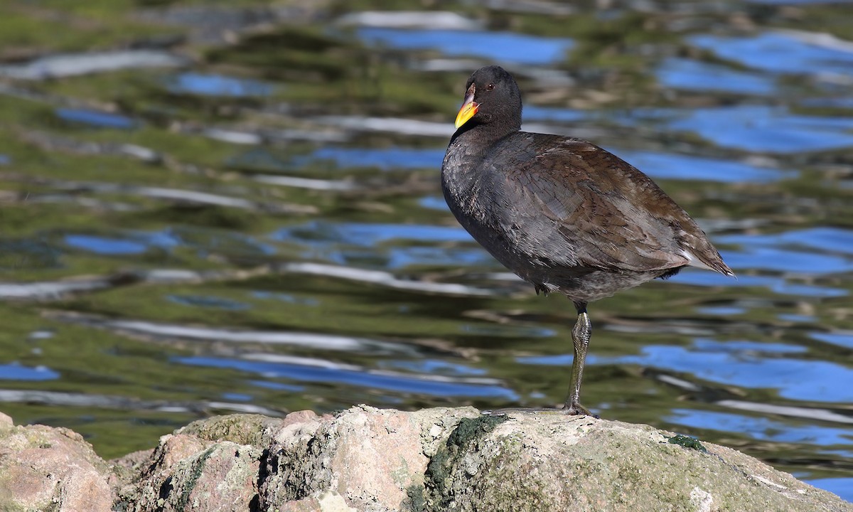 Red-fronted Coot - Adrián Braidotti