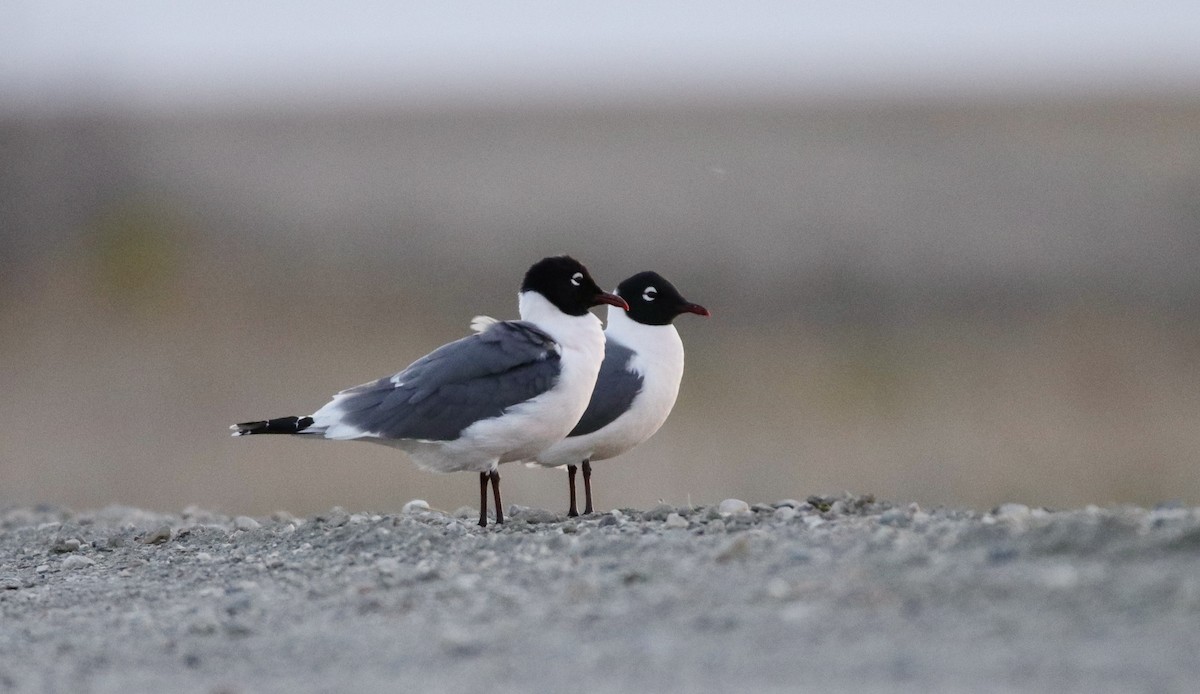 Franklin's Gull - Jay & Judy Anderson