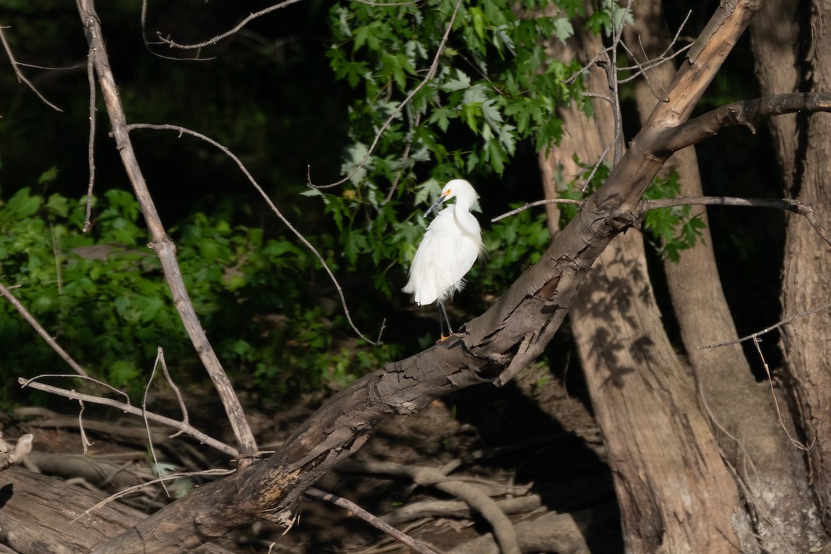 Snowy Egret - ML619512734