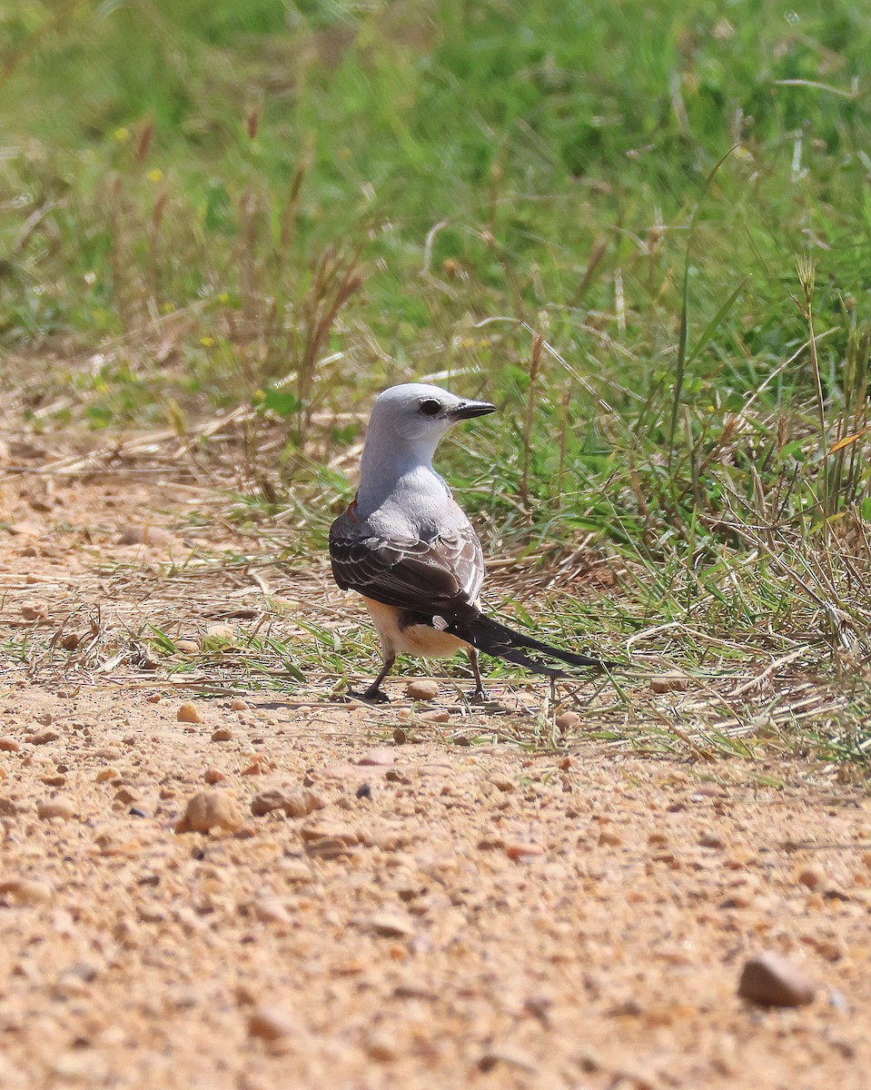 Scissor-tailed Flycatcher - Rick Kittinger