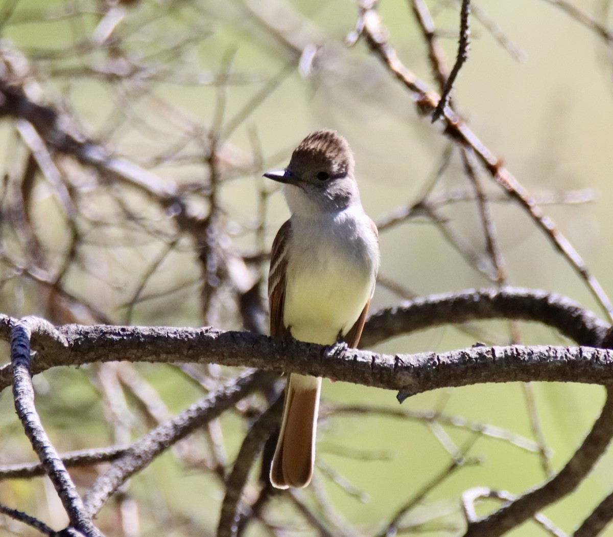 Ash-throated Flycatcher - ML619512738