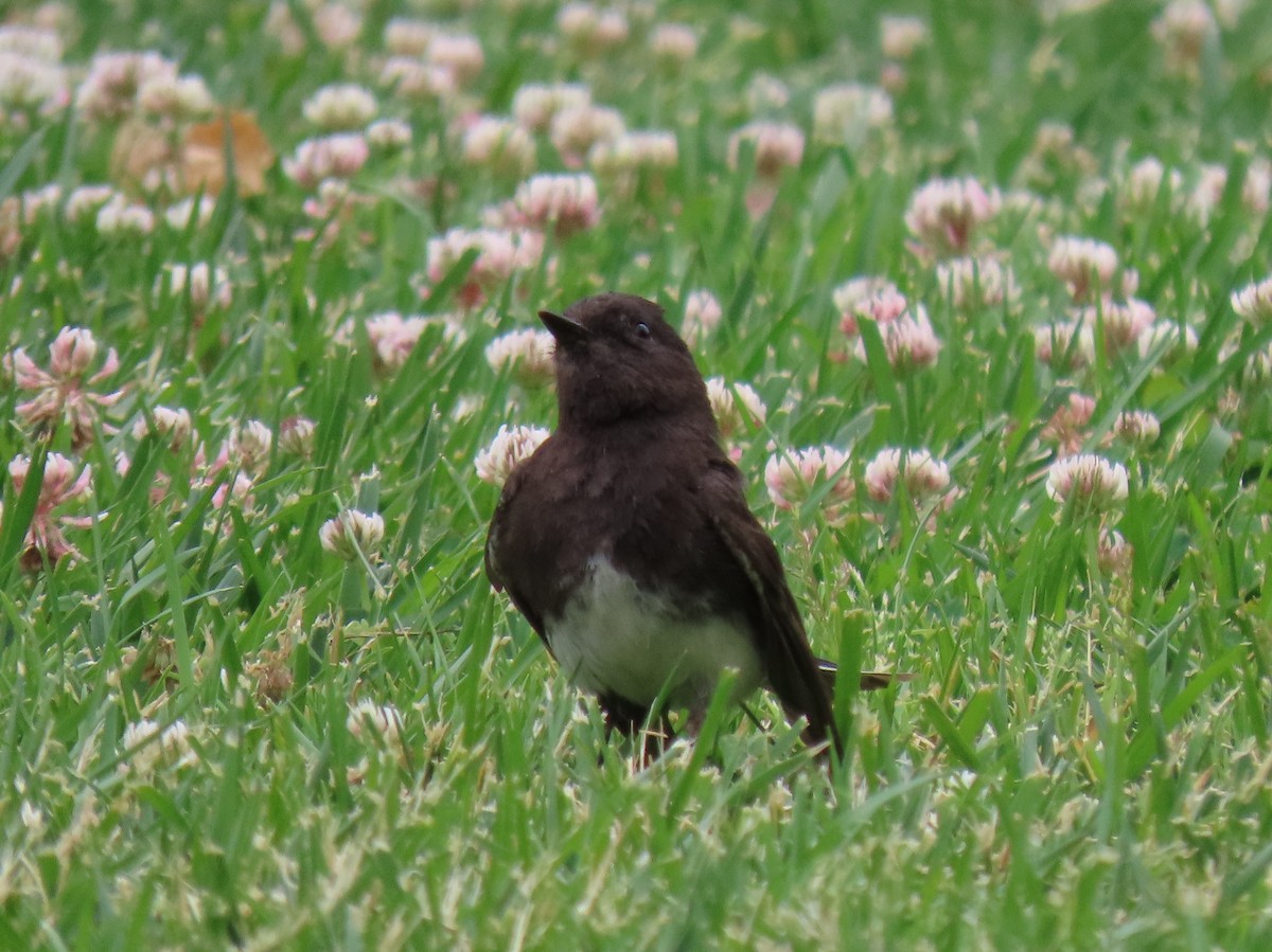 Black Phoebe - Donna Bray