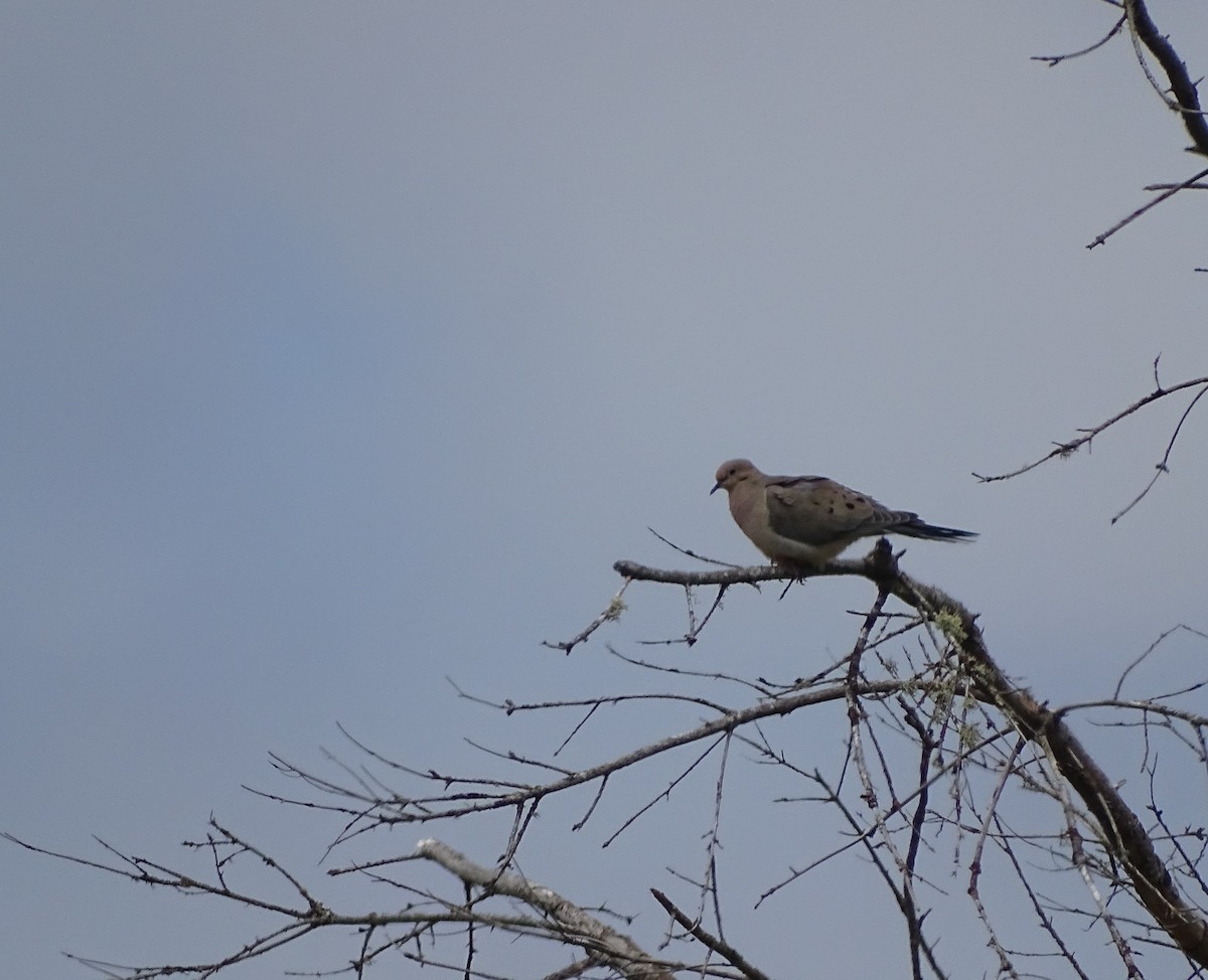 Mourning Dove - Diane Yorgason-Quinn