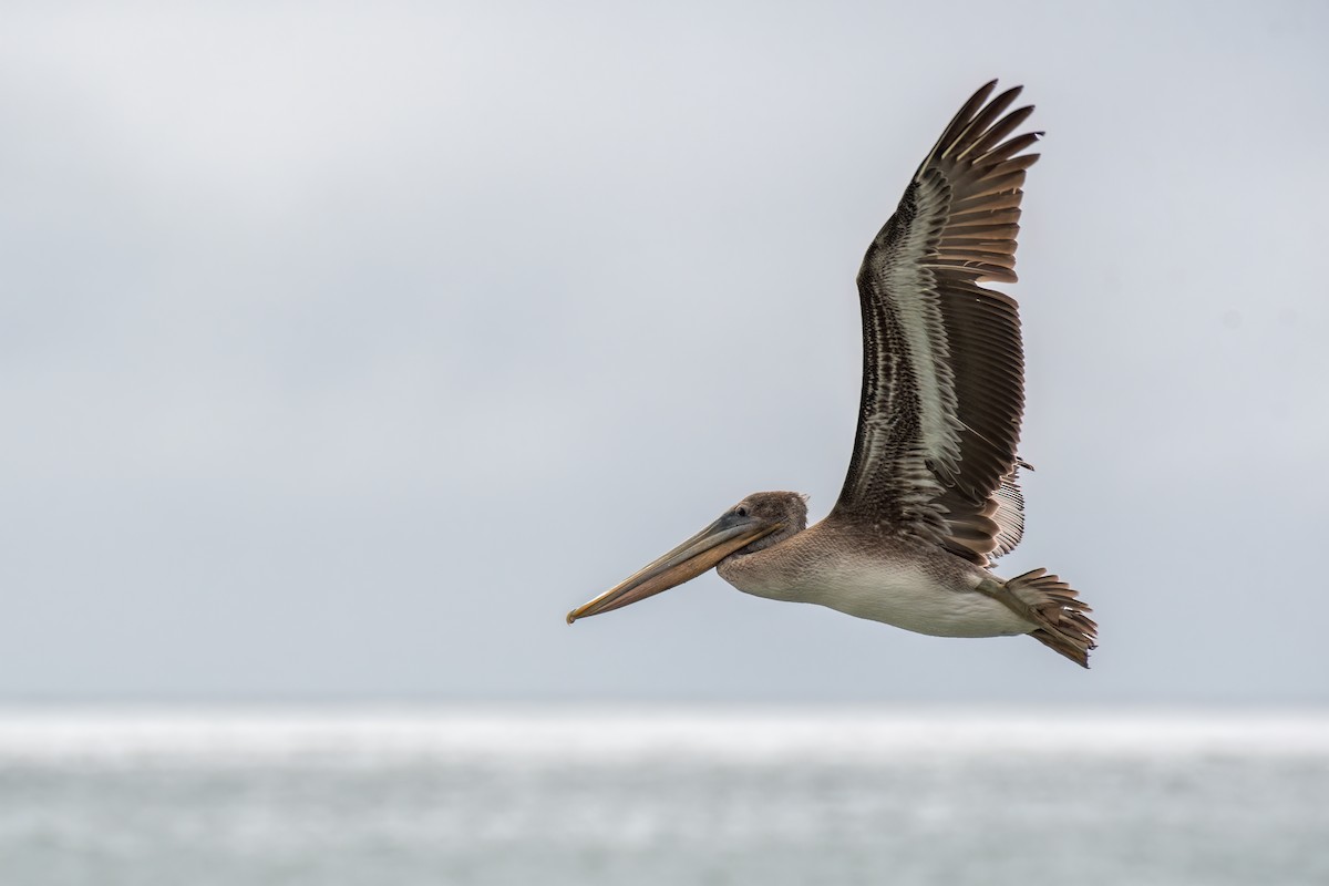 Brown Pelican - Kevin Hallman