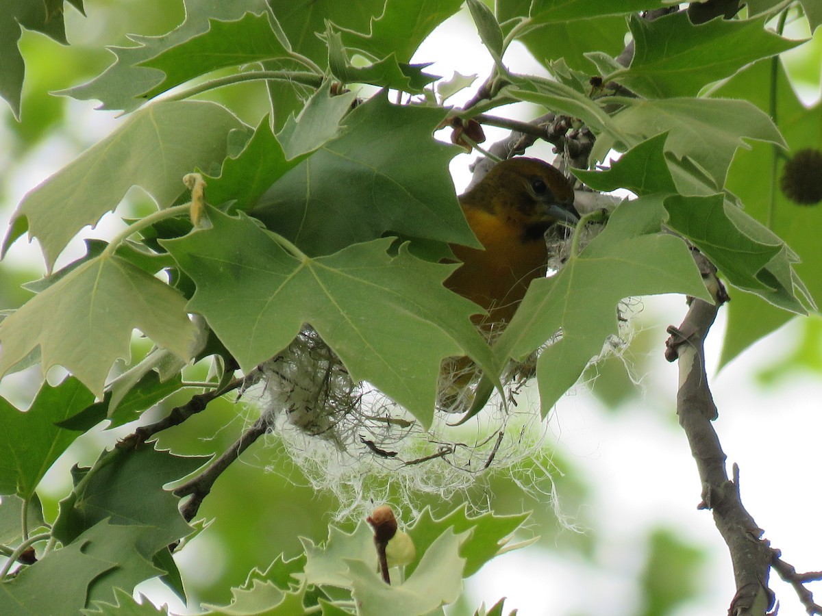 Baltimore Oriole - Christine W.