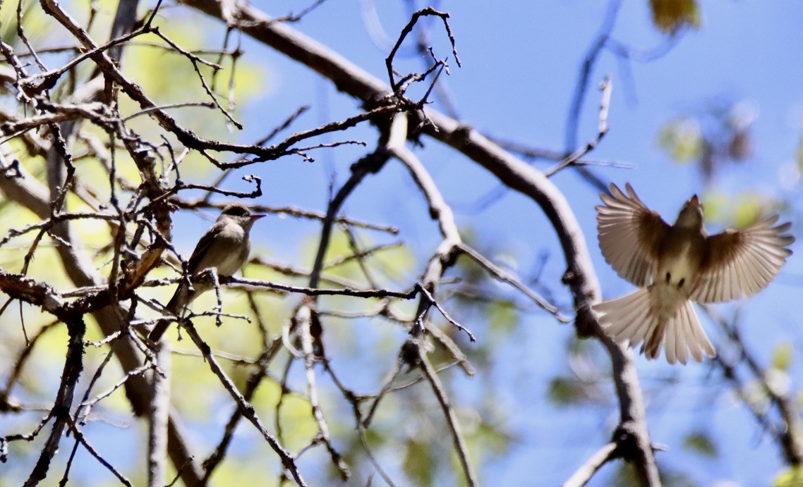 Western Wood-Pewee - Patricia Langen