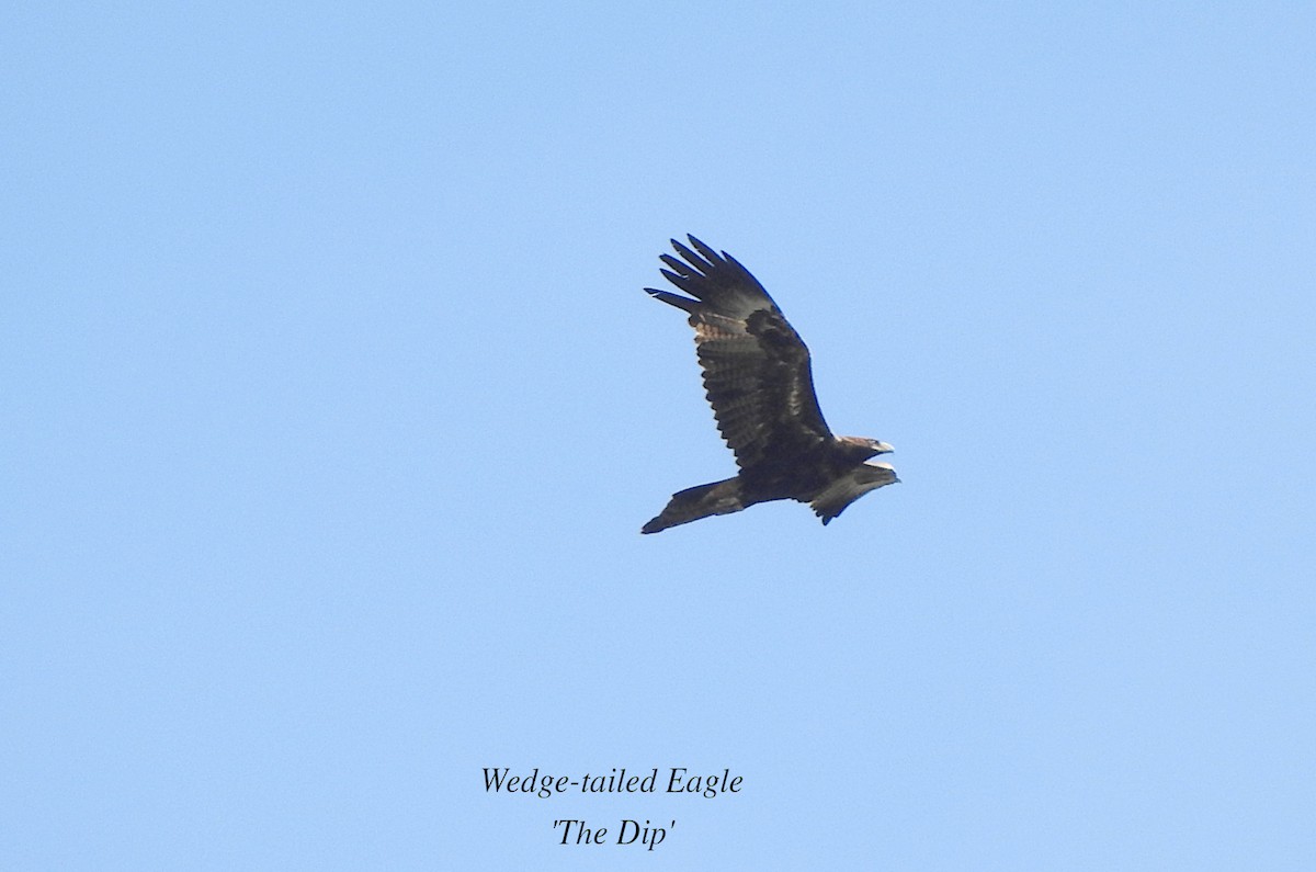 Wedge-tailed Eagle - ML619512753