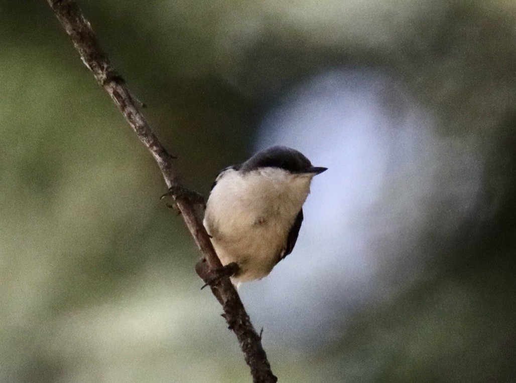 Pygmy Nuthatch - Patricia Langen