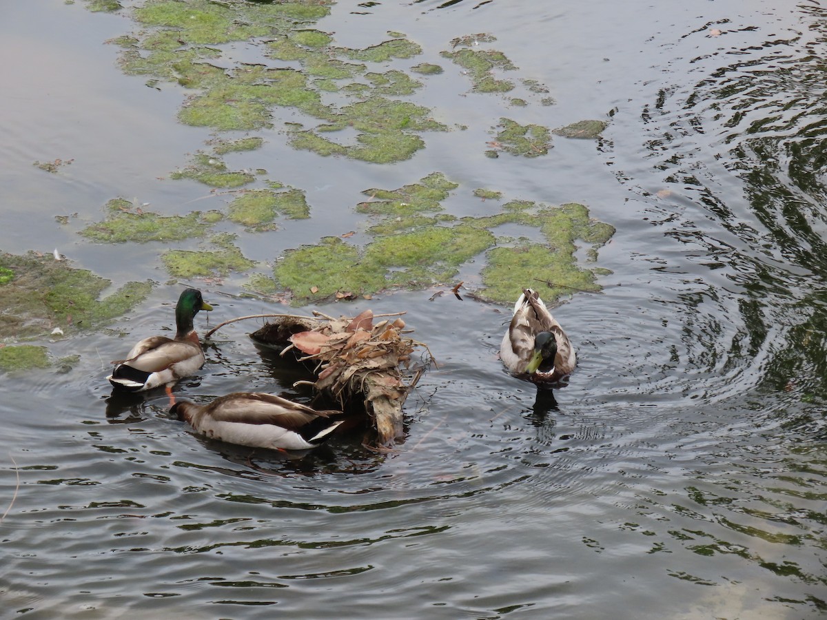 Mallard - Donna Bray