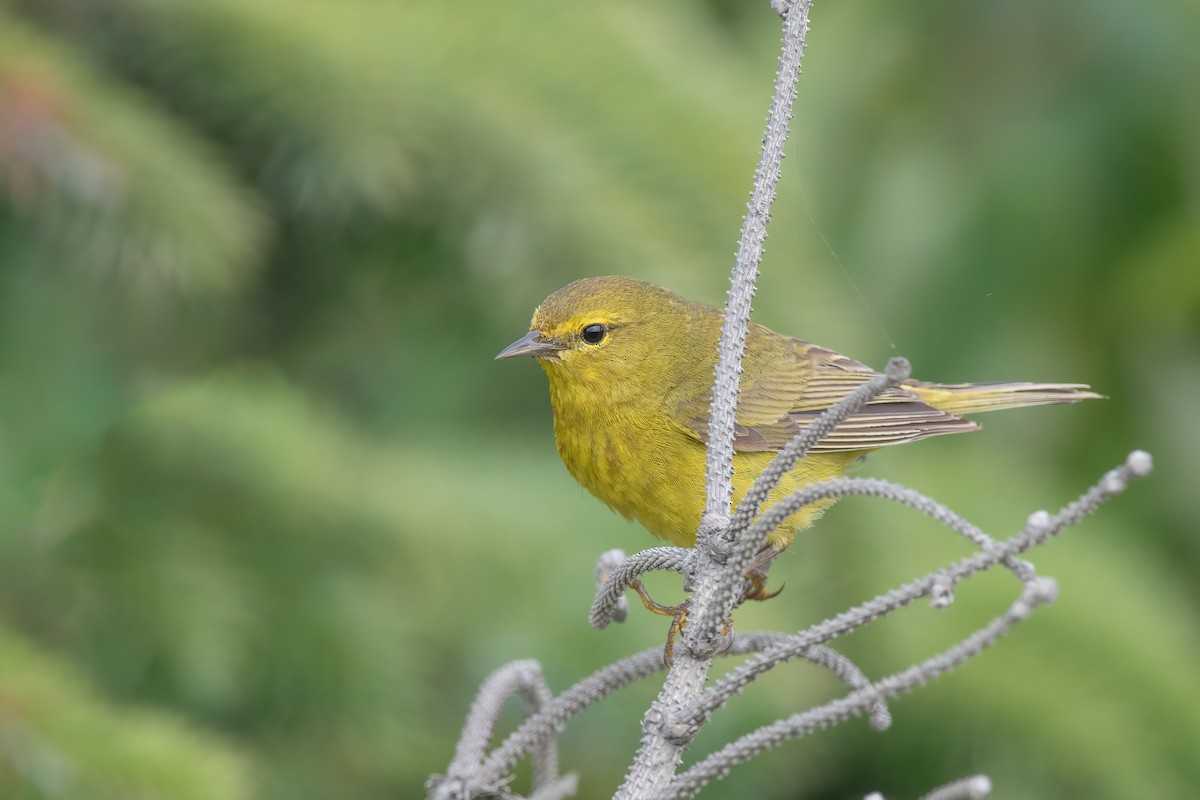 Orange-crowned Warbler - Kevin Hallman