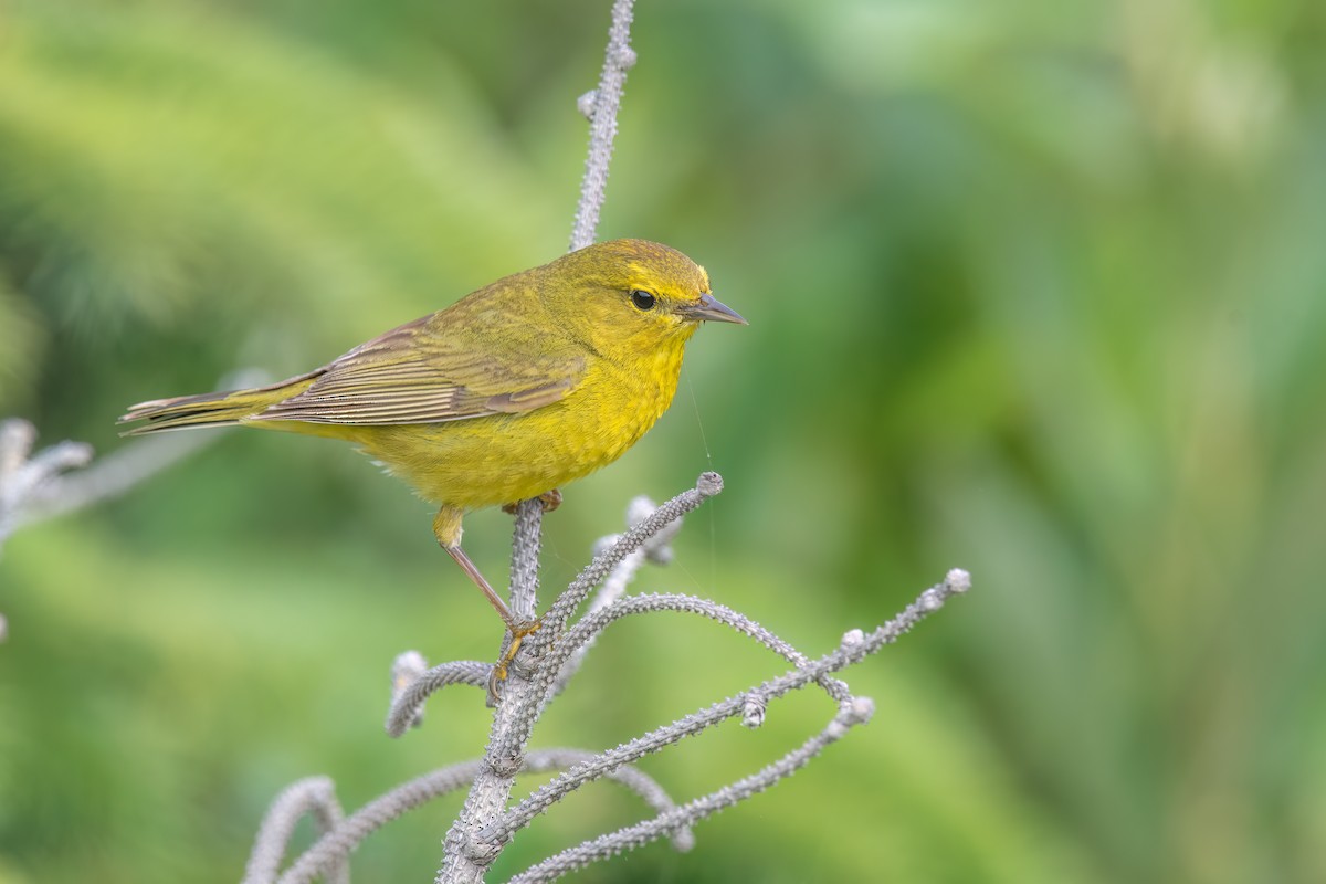 Orange-crowned Warbler - Kevin Hallman