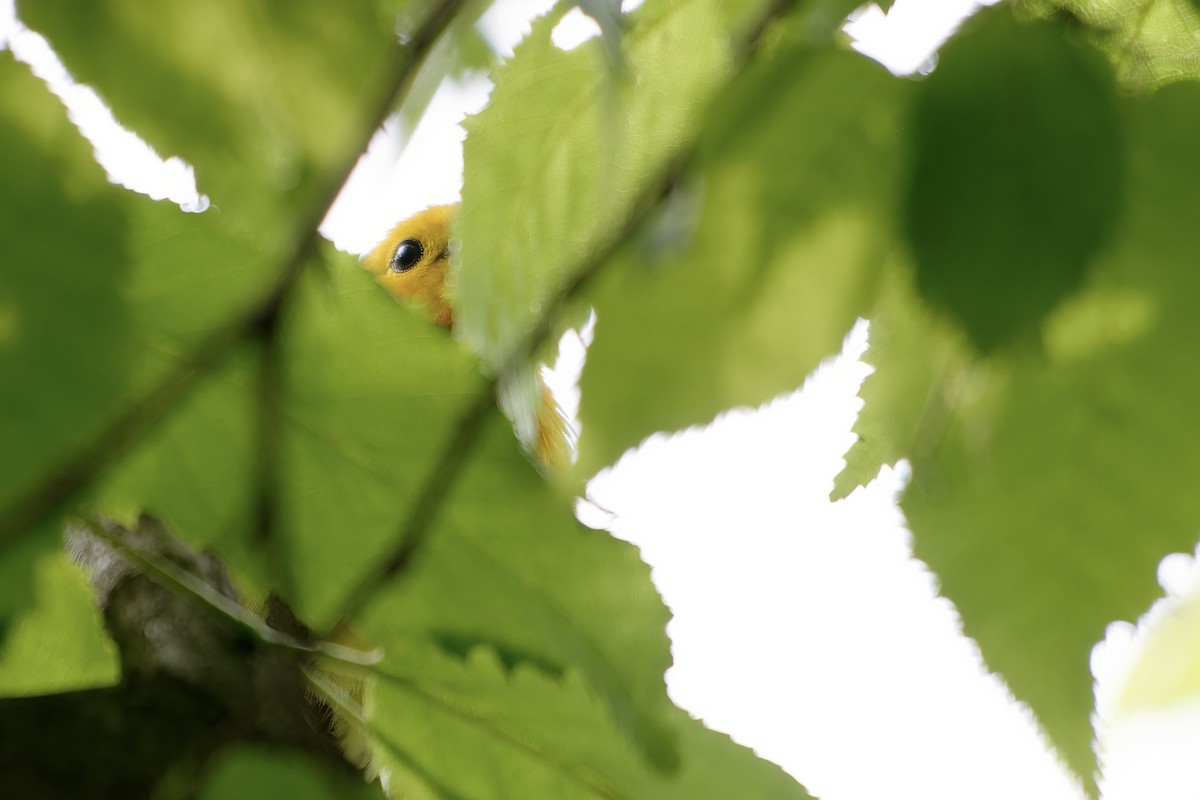 Prothonotary Warbler - David Mathieu