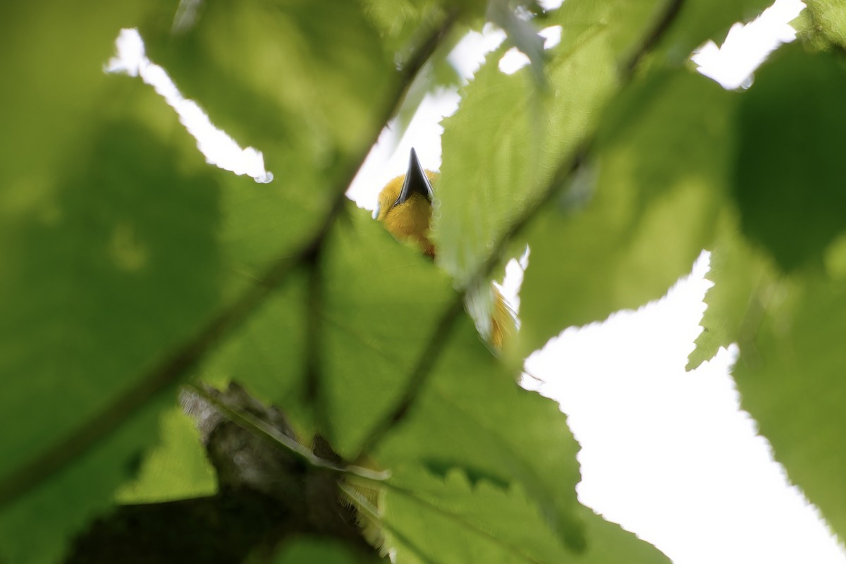 Prothonotary Warbler - David Mathieu