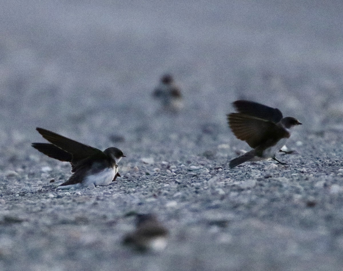 Bank Swallow - Jay & Judy Anderson